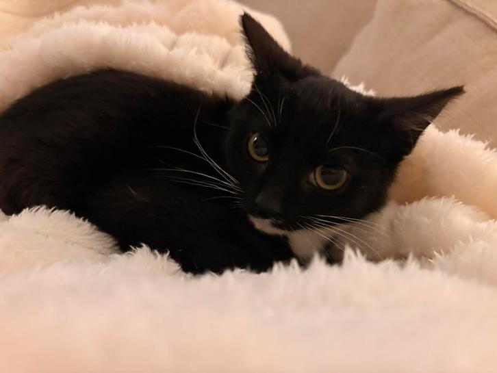 Gratis Kitten, Tuin en Terras, Aarde en Mest, Ophalen