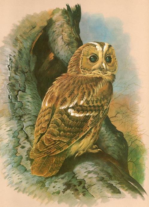 Bosuil Strix Aluco in Boom door Basil Ede., Verzamelen, Overige Verzamelen, Zo goed als nieuw, Ophalen of Verzenden