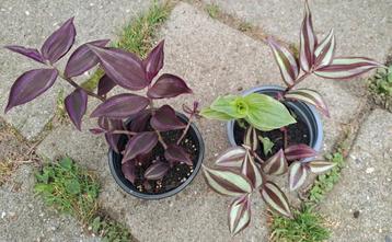 Tradescantia mooi kamerplantje 2x klein potje🪴OPHALEN🪴 beschikbaar voor biedingen
