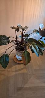 Philodendron Red Beauty met rieten mand, Huis en Inrichting, Kamerplanten, Ophalen