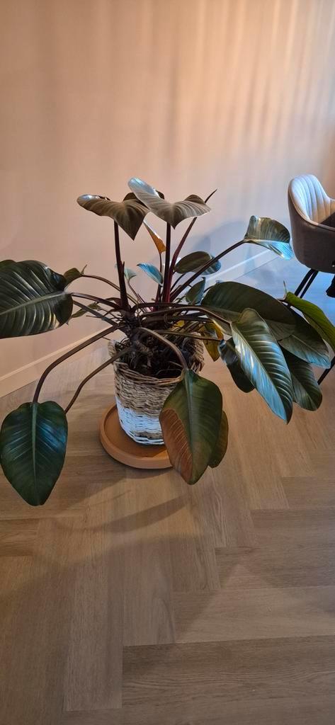 Philodendron Red Beauty met rieten mand, Huis en Inrichting, Kamerplanten, Ophalen