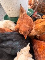 6 kuikens kruising wyandotte, Dieren en Toebehoren, Meerdere dieren, Kip