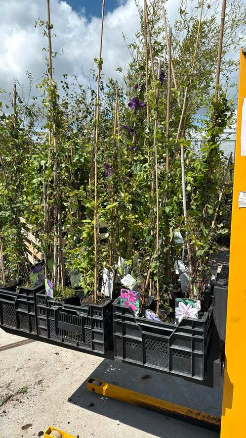 Clematis div soorten overjarige planten partij 25 stuks, Tuin en Terras, Planten | Tuinplanten, Vaste plant, Klimplanten, Halfschaduw
