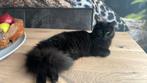 Maine coon X twee zusjes, Dieren en Toebehoren, Poes