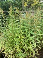 ==MOOI== Veel Solidago, Overige soorten, Volle zon, Vaste plant, Ophalen of Verzenden