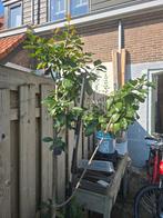 Pruimenboom in pot, Lente, 100 tot 250 cm, Volle zon, In pot