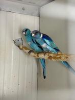 Kweekkoppel blauwe barnards, Meerdere dieren, Parkiet, Geringd