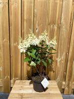 Hydrangea Pinky Winky pluim hortensia 5 liter, Tuin en Terras, Planten | Tuinplanten, Halfschaduw, Zomer, Vaste plant, Ophalen of Verzenden