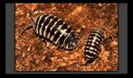 Armadillidium Maculatum isopods, Dieren en Toebehoren, Insecten en Spinnen, Overige soorten