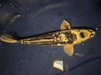 Kikokuryu japanse koi, Karper of Koi