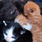 Prachtig nestje kittens, Dieren en Toebehoren, Katten en Kittens | Overige Katten, Kortharig, 0 tot 2 jaar, Kater