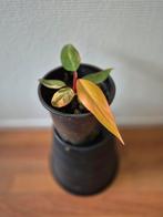 Philodendron Strawberry Shake - Zeldzame kamerplant, Ophalen of Verzenden