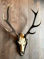 Groot gewei hert  10 ender   hoogte 94 cm, Ophalen of Verzenden, Gebruikt, Hert, Gewei of Kop