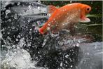 Goudwinde, sarasa, redcaps, shubinkin, zeelt, steur, koi., Dieren en Toebehoren, Vissen | Vijvervissen, Baars of Goudwinde