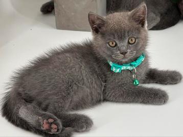 Brits Korthaar kittens / Britse Korthaar kittens beschikbaar voor biedingen