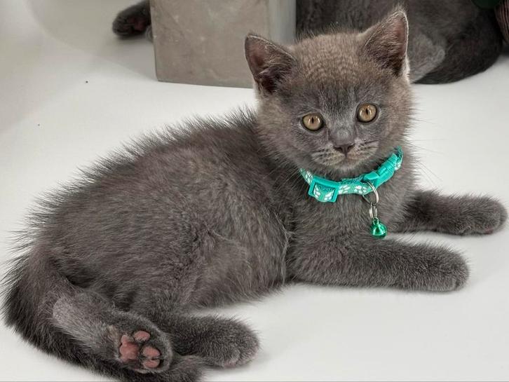 Brits Korthaar kittens / Britse Korthaar kittens, Dieren en Toebehoren, Katten en Kittens | Raskatten | Korthaar