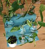 Verschillende soorten planten, prijzen tot en met 7,50 euro!, Huis en Inrichting, Kamerplanten, Ophalen of Verzenden