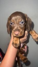 Dwergteckel pups, Parvo, 8 tot 15 weken, Korthaar, Dwerg