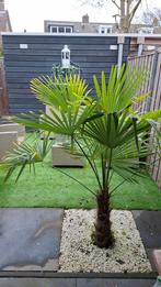 Mooie Palmbomen voor je Tuin!, Bloeit niet, Ophalen of Verzenden, 100 tot 250 cm, Palmboom