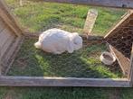 Nederlandse hangoordwerg rammen, Dieren en Toebehoren, Konijnen, Mannelijk, Dwerg, Hangoor, 3 tot 5 jaar