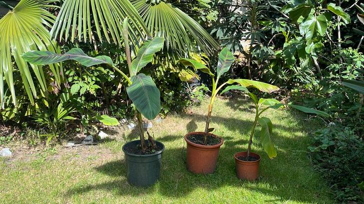 Musa sikkimensis red tiger bananenboom, Tuin en Terras, Planten | Tuinplanten, Vaste plant, Overige soorten, Volle zon, Bloeit niet