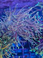 Euphyllia torche fake Holly grail zeeaquarium koraal stekken, Dieren en Toebehoren, Vissen | Aquaria en Toebehoren, Ophalen of Verzenden