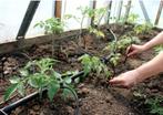 Bewateringssysteem voor 40 plantjes, Ophalen of Verzenden, Nieuw, Overige typen