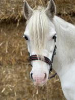 Onwijs knappe welsh merrie met papier, Dieren en Toebehoren, Merrie, B pony (1.17m tot 1.27m)