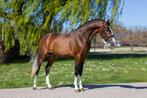 Super Mooie Lieve 3.5 Jarige Welsh D Pony Ruin 1.48, Dieren en Toebehoren, Pony's, Gechipt, Ruin, Dressuurpony, Zadelmak