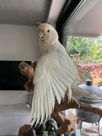 Hele mooie grote goffini kaketoe, Dieren en Toebehoren, Mannelijk, Papegaai, Geringd
