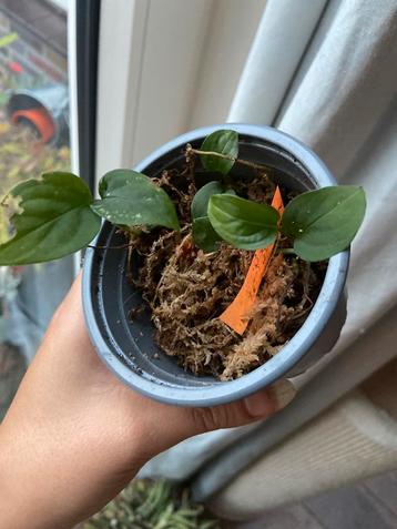 Monstera adonsonii potje stekjes beschikbaar voor biedingen