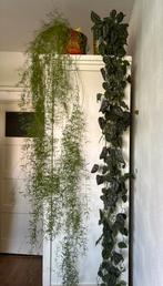 Kamerplanten, echte planten, Ophalen, Overige soorten, Halfschaduw, 150 tot 200 cm