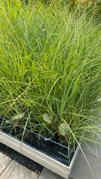 Miscanthus ‘kleine silberspinne’, Ophalen, Zomer, Volle zon