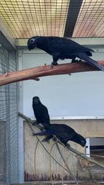 3 jonge zwarte lories Chalcopsitta Atra Atra 2025 (0-3), Dieren en Toebehoren, Vogels | Parkieten en Papegaaien, Meerdere dieren