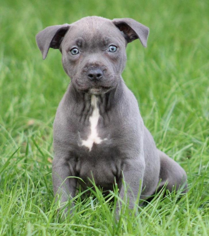 Amerikaanse Stafford pups, Dieren en Toebehoren, Honden | Jack Russells en Terriërs, Meerdere dieren, American Staffordshire Terriër