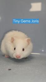 Lieve jonge Syrische hamsters, Dieren en Toebehoren, Knaagdieren, Hamster, Meerdere dieren, Tam, Oktober