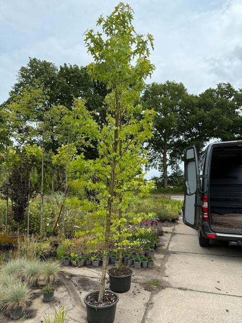 Amberboom hoog ruim 350 cm mooi gelijk heb er 2 pst 69,50, Tuin en Terras, Planten | Bomen, Overige soorten, 250 tot 400 cm, Halfschaduw