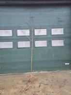 Liriodendron tulipifera tulpenboom circa 3 meter hoog, Tuin en Terras, Ophalen, Overige soorten, 250 tot 400 cm