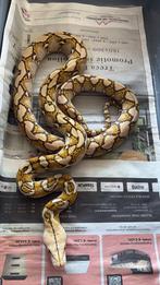 Sumatra Mocha Retics, 0 tot 2 jaar