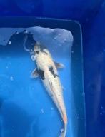 Japanse Koi Shiro, Dieren en Toebehoren, Karper of Koi