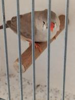 Zebravinken, Dieren en Toebehoren, Vogels | Overige Vogels, Meerdere dieren, Tropenvogel, Geringd