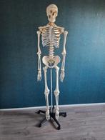 Anatomisch skelet 180 cm, Diversen, Schoolbenodigdheden, Ophalen of Verzenden, Zo goed als nieuw