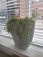 Grote bloempot met inhoud turquoise lichtblauw blauwgroen, Ophalen, Zo goed als nieuw, Rond, Kunststof