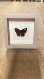 Taxidermie opgezette vlinder Inachis Io in 3D lijst, Ophalen of Verzenden, Nieuw, Insect, Opgezet dier