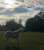 Welsh pony a merrie veulen, Merrie, Met stamboom, Minder dan 160 cm, 0 tot 2 jaar