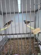 blauwfazantjes, Dieren en Toebehoren, Vogels | Overige Vogels, Meerdere dieren, Geringd