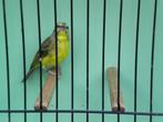 pop mozambieqsijs, Dieren en Toebehoren, Vogels | Overige Vogels, Vrouwelijk, Tropenvogel, Geringd