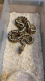 0.1 Koningspython -Python Regius- Ballpython, Dieren en Toebehoren, Reptielen en Amfibieën, Slang, 0 tot 2 jaar