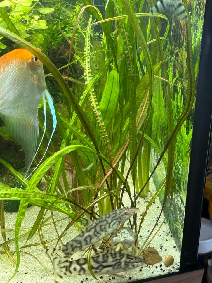 6 mooie Botia lohachata (slakken eters), Dieren en Toebehoren, Vissen | Aquariumvissen, Vis