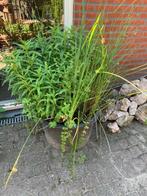 Volle speciekuip, met verschillende soorten waterplanten., Ophalen, Nieuw
